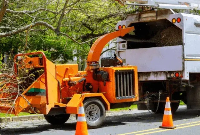 tree removal middlesex ma