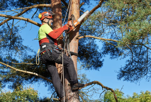 tree pruning middlesex