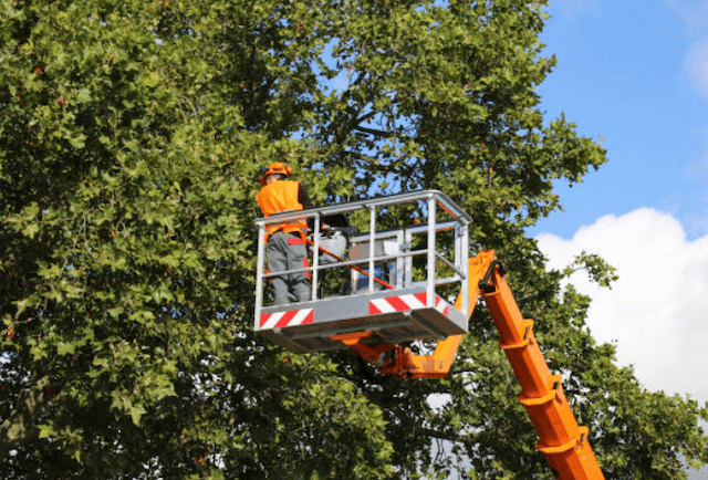 tree trimming middlesex