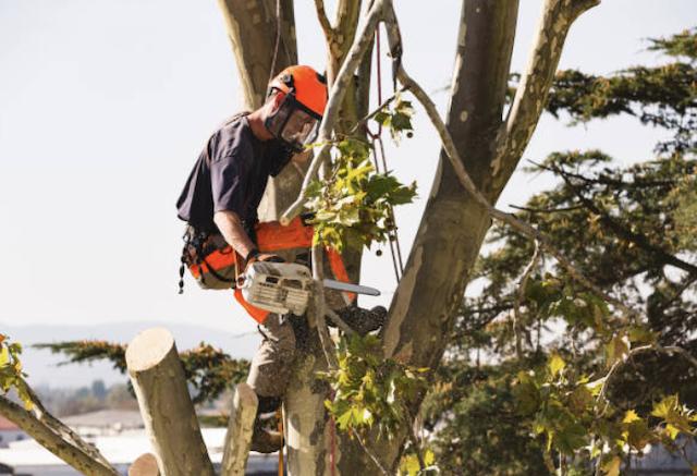 tree removal middlesex